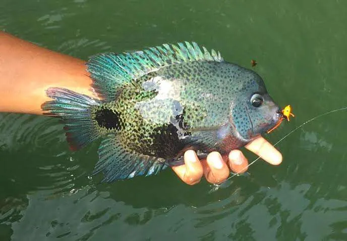 Mojarra caught in Costa Rica