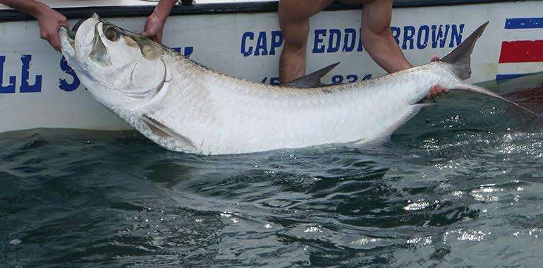 Tarpon jumping after being hooked on Costa Rica's Caribbean coast