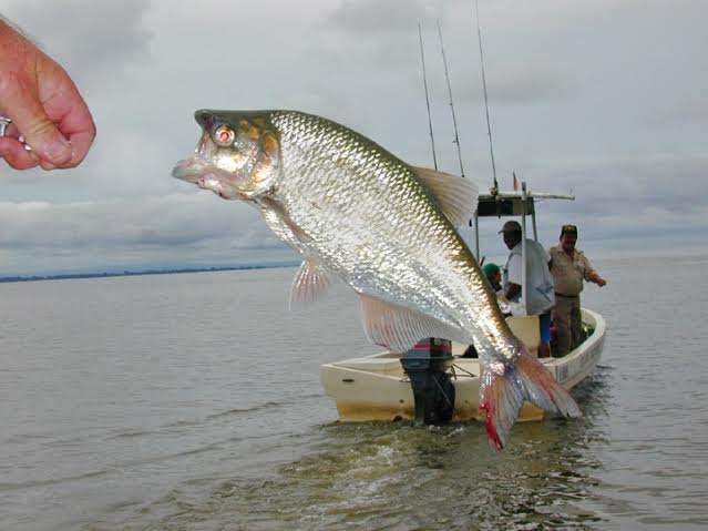 Bright silver machaca jumping after being hooked in Costa Rica
