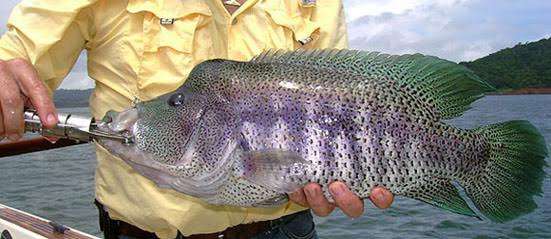 Fishing in the Arenal region is one of the many activites available.