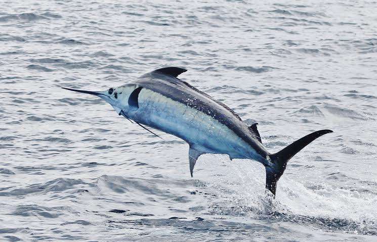 Bobby McGuinness Golfito offshore fishing Costa Rica