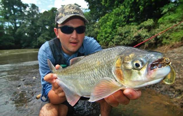 Machaca caught in Costa Rica's fresh waters