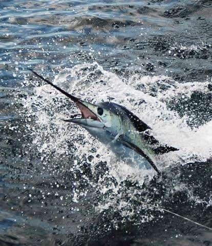 Sailfish jumping during offshore fishing in Costa Rica