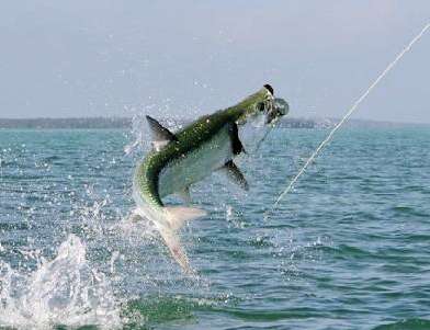 Atlantic tarpon fishing Nicaragua and Costa Rica Caribbean