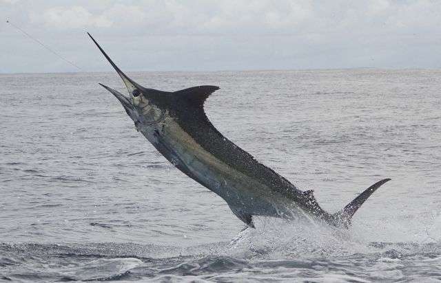 Black marlin fishing with Bobby McGuinness Costa Rica