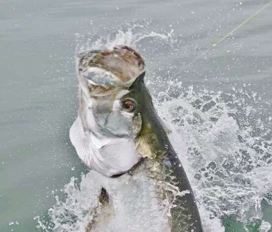 Large Costa Rica tarpon