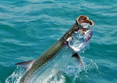 Rio Indio Lodge tarpon fishing