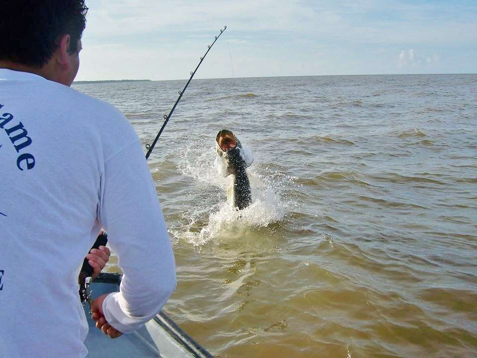 Silver King tarpon from the Caribbean