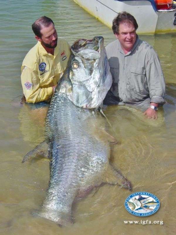 World record size tarpon