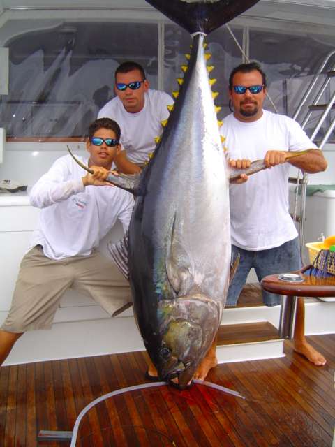 yellowfin tuna los suenos fishing