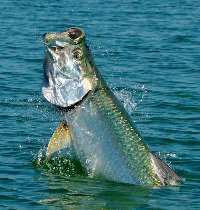 Caribbean Costa Rica tarpon fishing