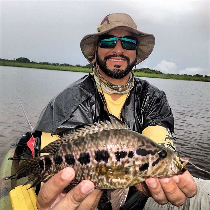 Guapote (rainbow bass) caught in the Tortuguero canals