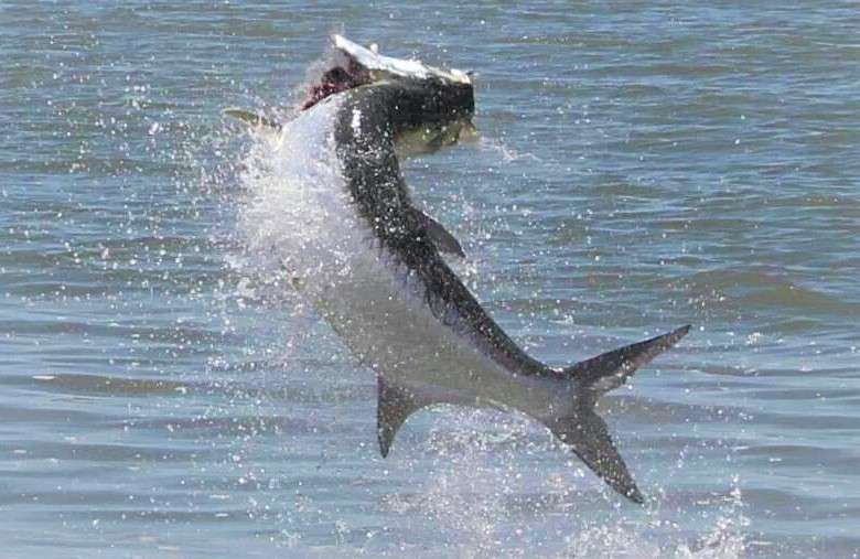 Costa Rica tarpon fishing