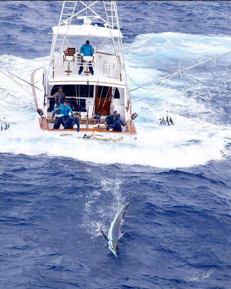 Angler fighting a big marlin in Costa Rica