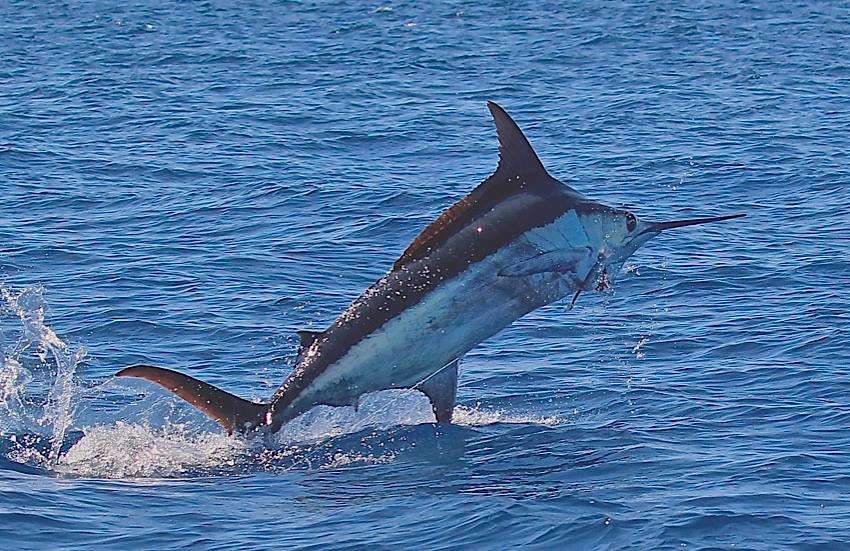 Marlin fishing aboard Big Eye II