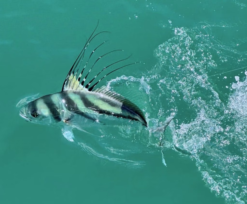 Roosterfish swimming beside boat in Costa Rica