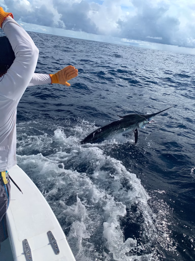 Marlin caught on an overnight fishing charter in Costa Rica