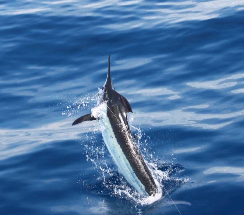 central pacific blue marlin